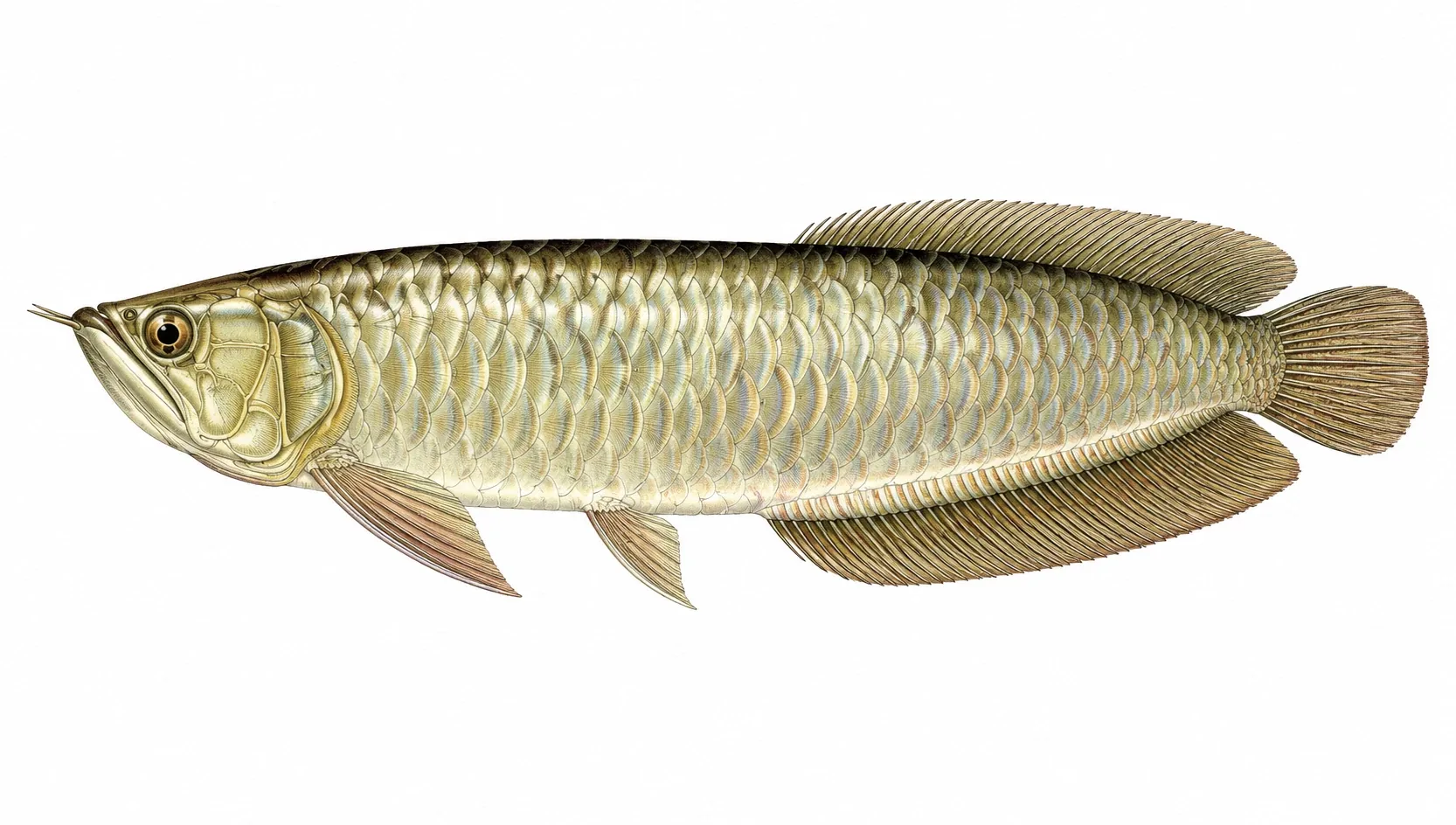 Arowana